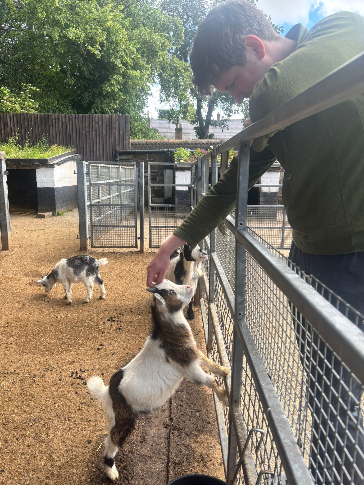 A man stroking a baby goat. The goat is brown and white and behind a fence. 