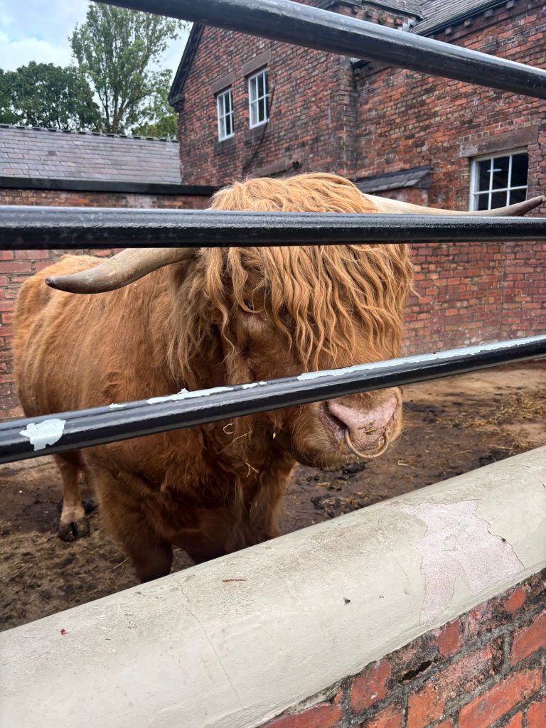 A brown highland cow. 