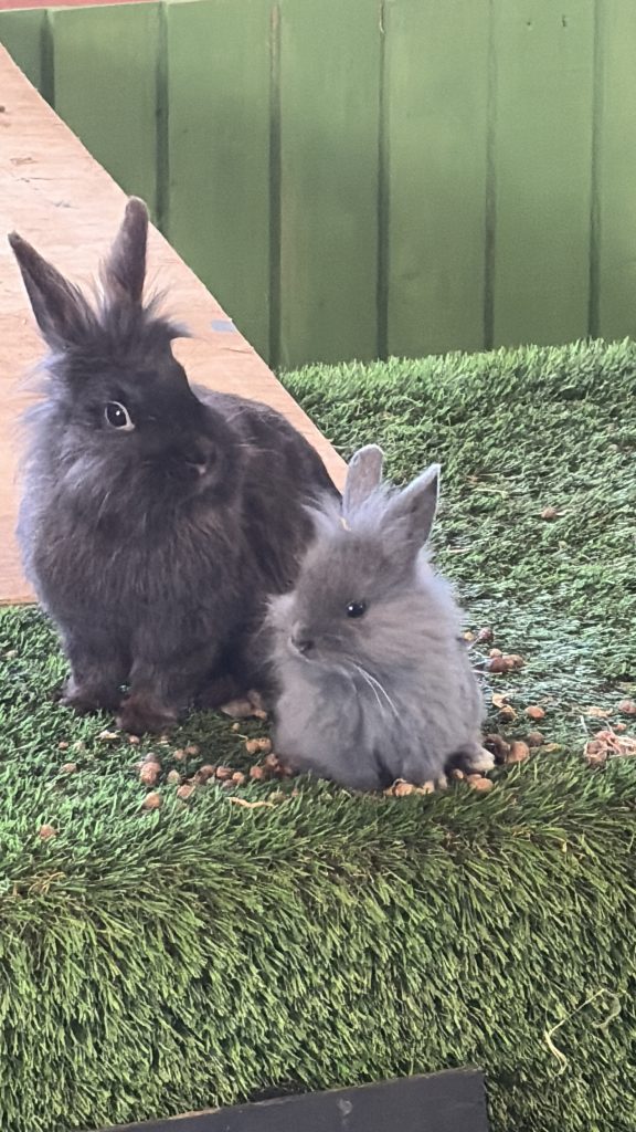 Two rabbits. One is an adult and black and the other is small and grey, they're both fluffy. 