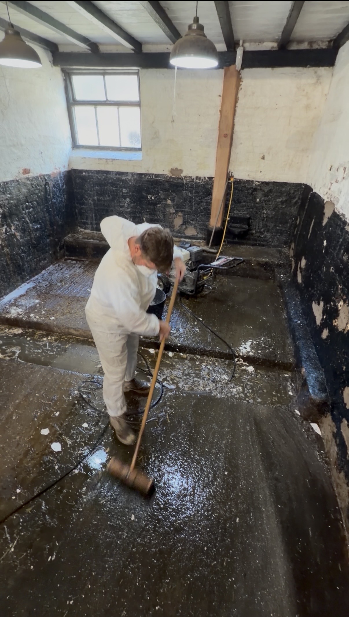 A man dressed in white overalls and a mask is sweeping the floor of a cow pen. 